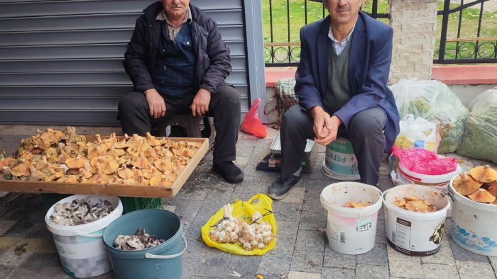 KIRMIZI ETİN MUADİLİ KANLICA MANTARI HER BURSALININ SOFRASINDA!